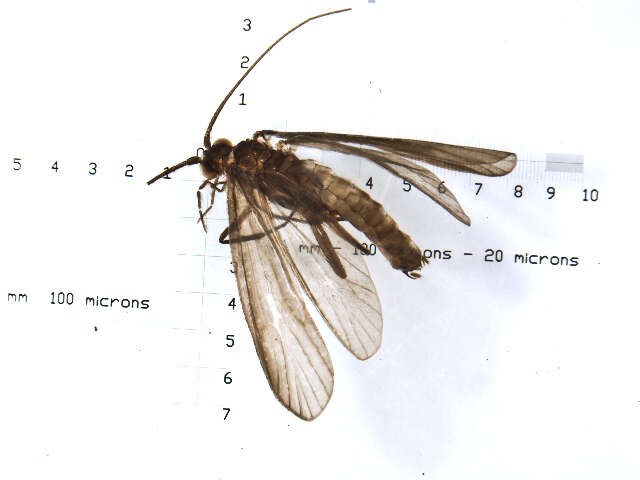 Image of Molanna (Molanna) tryphena Betten 1934