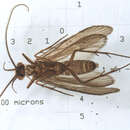 Image of Chimarra (Chimarra) falculata Lago & Harris 1987