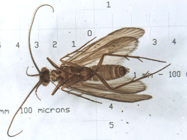 Image of Chimarra (Chimarra) falculata Lago & Harris 1987