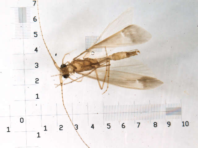 Image of Triaenodes perna Ross 1938