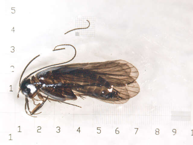 Image of Chimarra (Chimarra) falculata Lago & Harris 1987