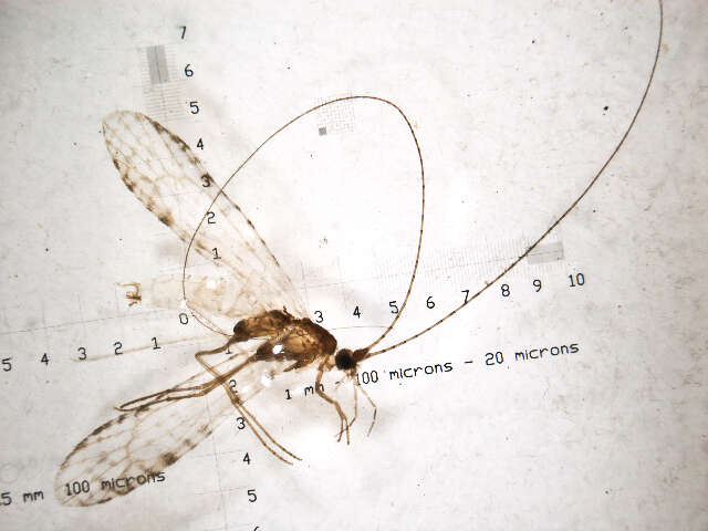 Image of Nectopsyche candida (Hagen 1861)