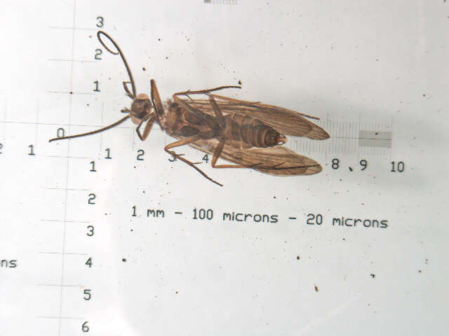 Image of Chimarra (Chimarra) falculata Lago & Harris 1987