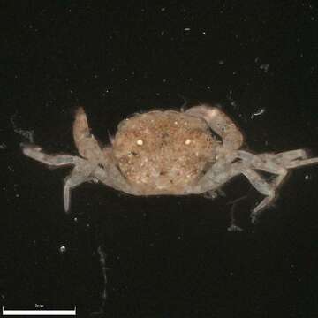 Image of Western mud crab