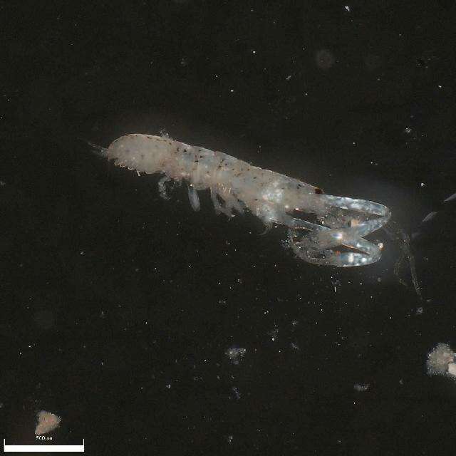 Image of creatures