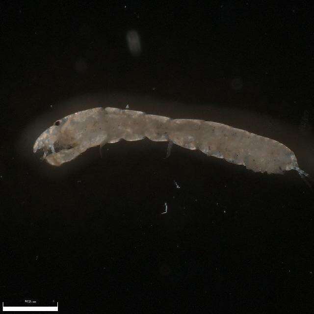 Image of <i>Leptochelia forresti</i>