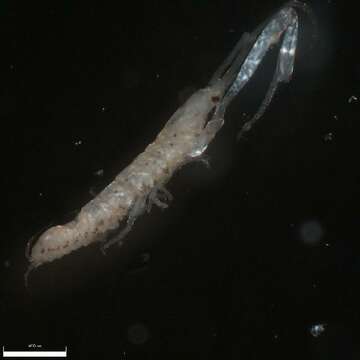 Image of <i>Leptochelia forresti</i>