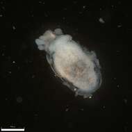 Crepidula convexa Say 1822的圖片