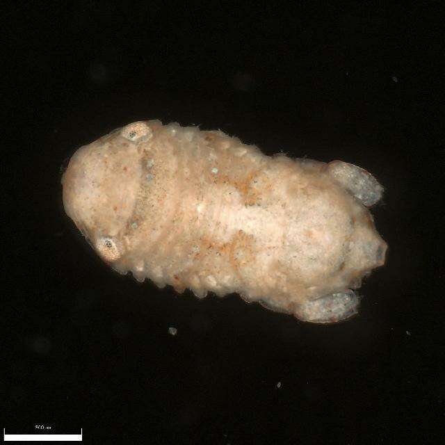 Image of isopods