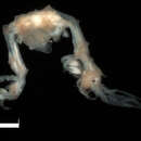 Image of Amphipod