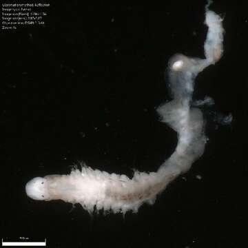 Image of red rock worm