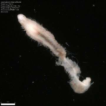 Image of red rock worm