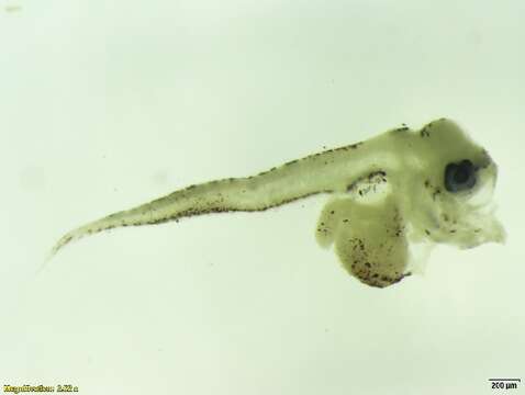 Image of Austroglossus