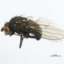 Imagem de Lamproscatella brunnipennis (Malloch 1923)