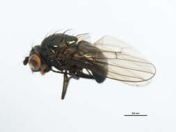 Image of Lamproscatella brunnipennis (Malloch 1923)