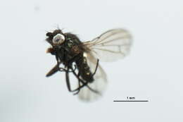 Image of Lamproscatella brunnipennis (Malloch 1923)