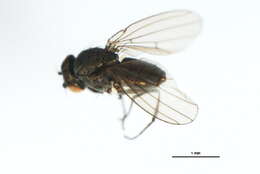 Image of Lamproscatella brunnipennis (Malloch 1923)