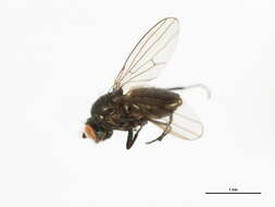 Image of Lamproscatella brunnipennis (Malloch 1923)