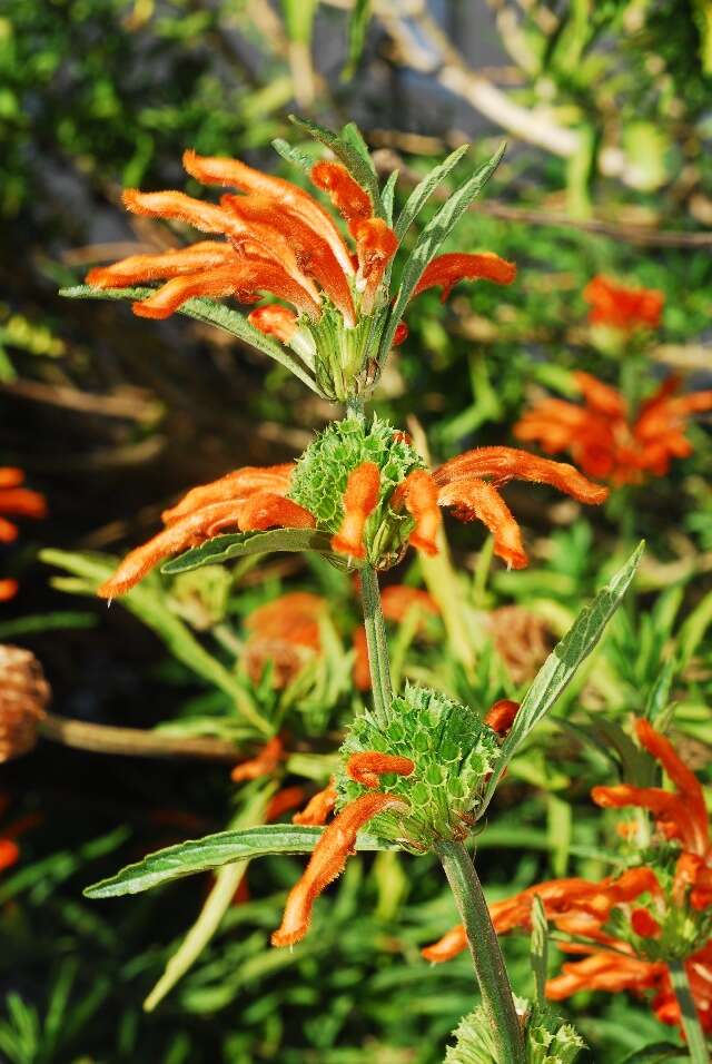 Image of lion's ear