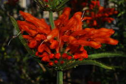 Image of lion's ear