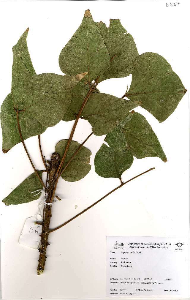 Image of Coast coral-tree