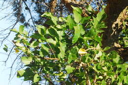 Image of Coast coral-tree