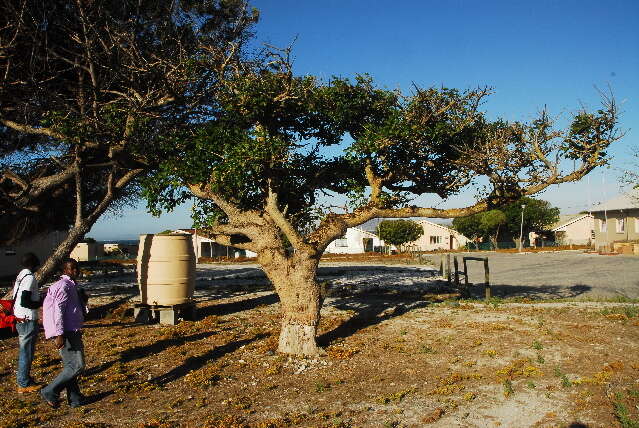 Image of Coast coral-tree