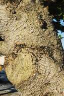 Image of Coast coral-tree