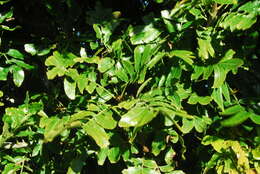 Image of Wild Plum