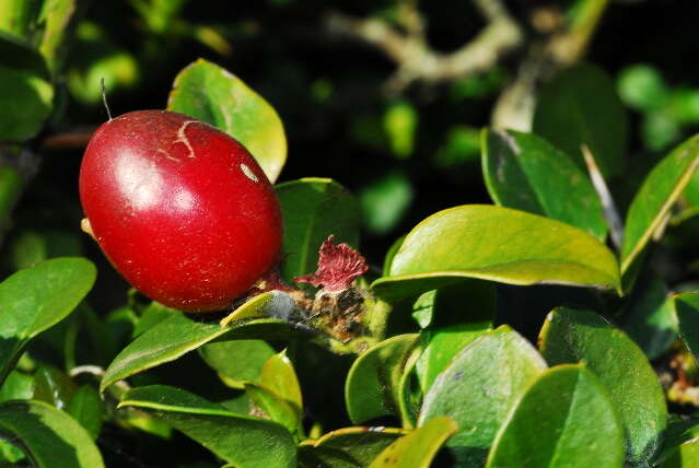 Image de Carissa macrocarpa (Eckl.) A. DC.