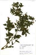 Image of Chenopodium murale