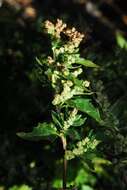 Image of Chenopodium murale