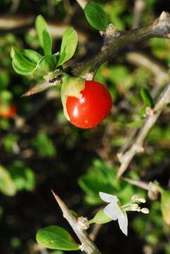 Image of African boxthorn