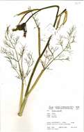 Foeniculum resmi