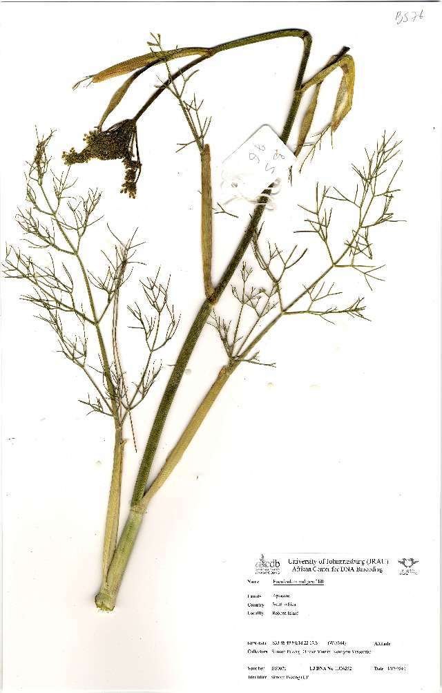 Foeniculum resmi