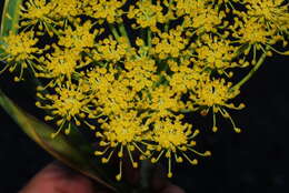 Foeniculum resmi