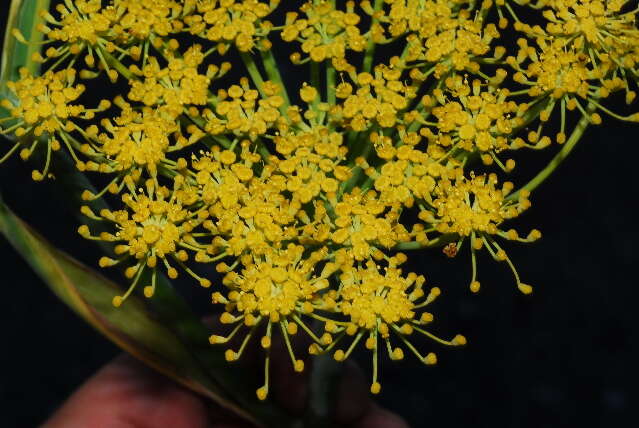 Image of fennel