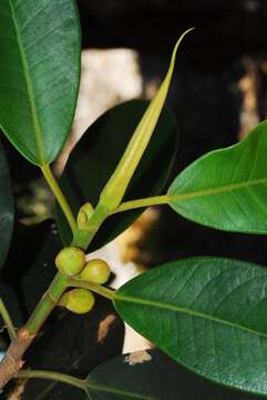 Imagem de Ficus microcarpa L. fil.