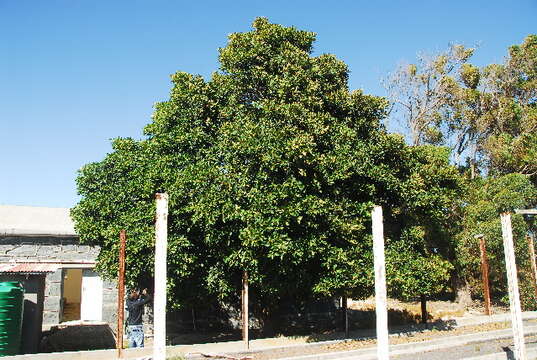 Image of Chinese banyan