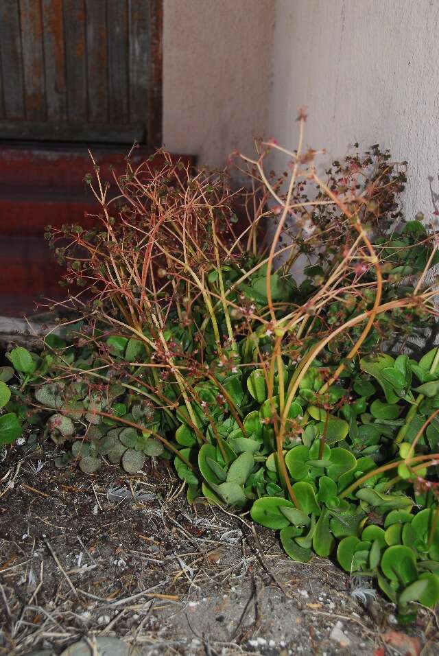 Image of Cape Province pygmyweed