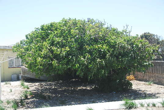 Image of Fig