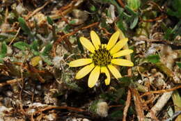 Image of Capeweed