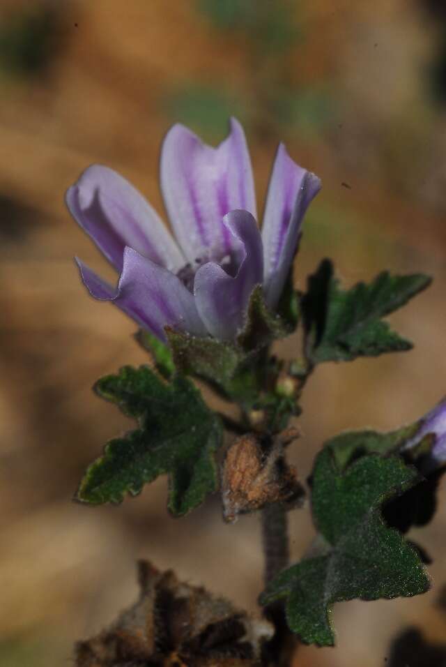 Image of Least Mallow