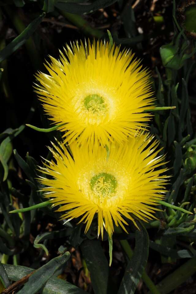 Image of narrow-leaved iceplant