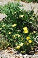 Image of narrow-leaved iceplant