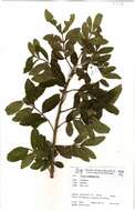 Image de Schinus terebinthifolius