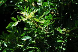 Image de Schinus terebinthifolius