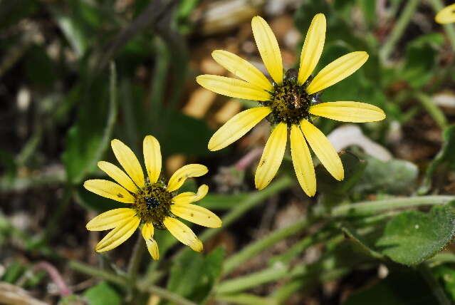 Image of Capeweed