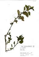 Image of European Black Nightshade