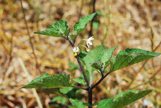 Plancia ëd Solanum nigrum L.